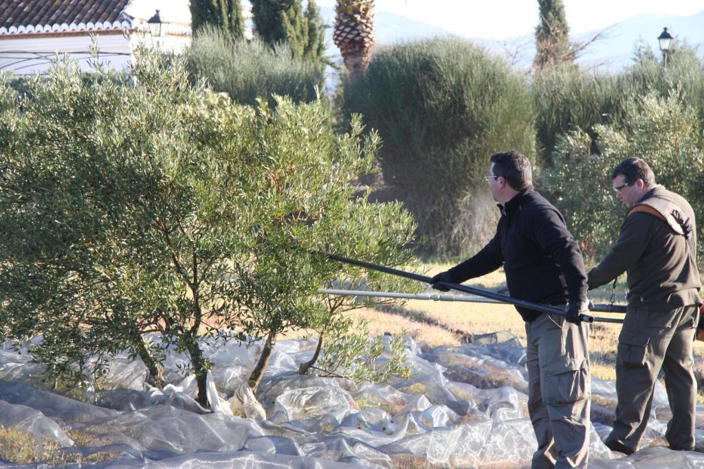 Cortijo Sabila Guest House Villanueva del Rosario ภายนอก รูปภาพ